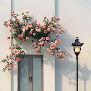 陪你追剧的咩咩羊 头像