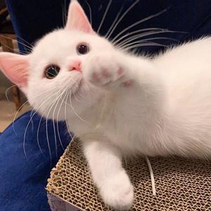 我是葫芦喵 头像