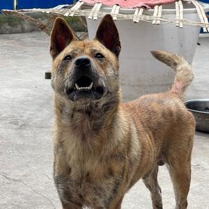 文祥爱养狗 头像