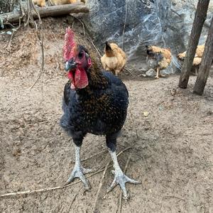 全州小周（生态养殖） 头像