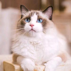 鲜芋味的猫 头像