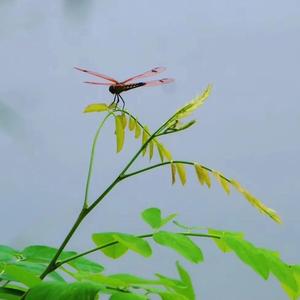 蜻蜓吃蒜苗 头像