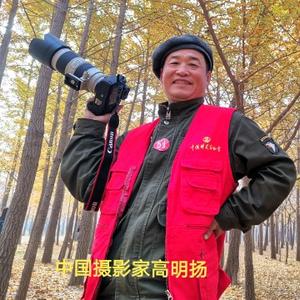 鸡西高明扬
