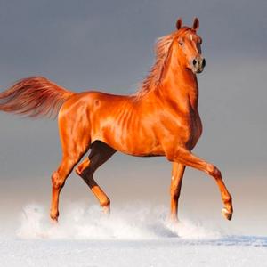 马沙驼（驰骋号） 头像