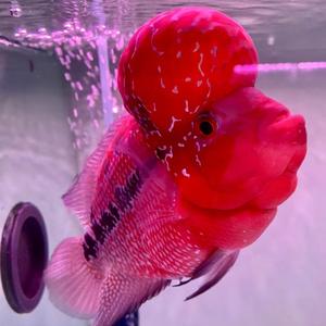 天方谈穿搭 头像