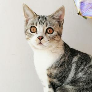 七宝是只猫a 头像