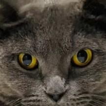 智慧的尼莫船长 头像