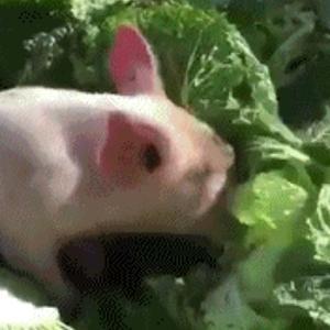 十月的稻穗