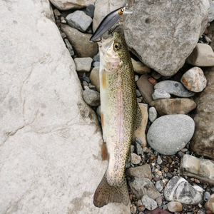 石家庄*吴彦祖 头像