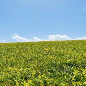永远有多永 头像