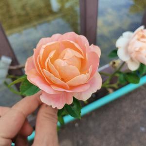 河边静赏荷塘夜色 头像