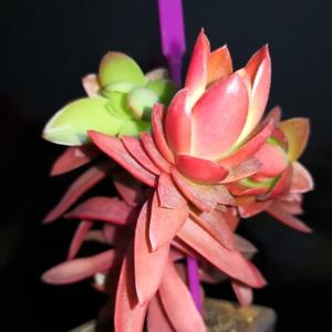 用户名32165374头像