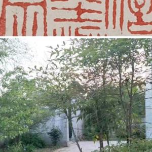 将军府庄 头像
