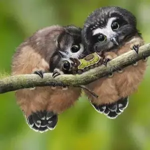 猫头鹰的观 头像