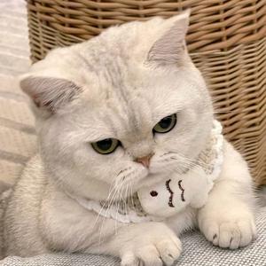 不吃花生酱1 头像