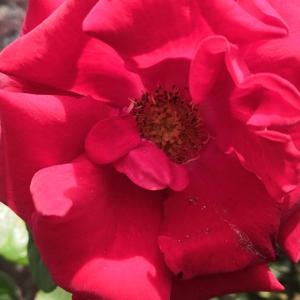 晓看云深处 头像