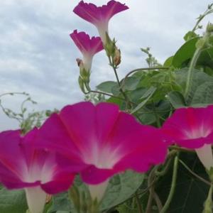 蕾蕾奶奶