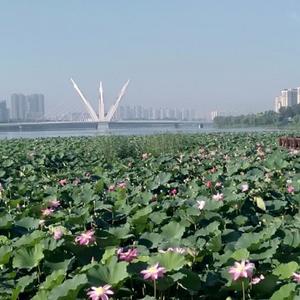 莲子说事