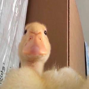 好学奶酪a 头像