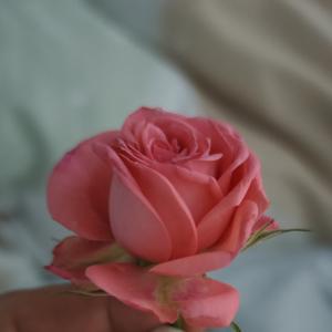 温柔山雀o 头像