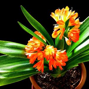 园艺师一木 头像