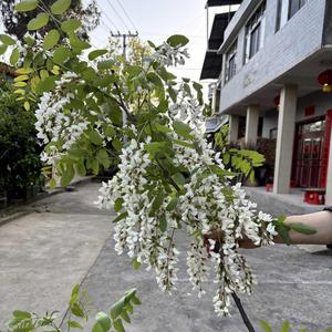树下数繁星 头像