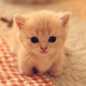 生活加点猫 头像