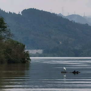 冰清玉洁的一条汉子 头像