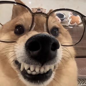 暴力推土鸡 头像