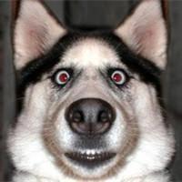 不变的热爱 传奇君 头像