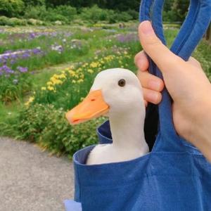 爱吃葱的绿萝 头像