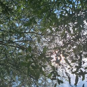 通情达理知风声 头像