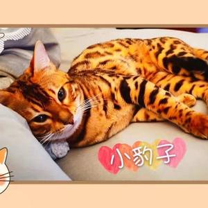 不蛋定的喵 头像