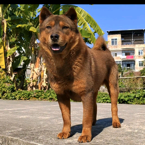 @灵犬百万 头像