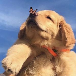 老板画的大饼不够吃 头像