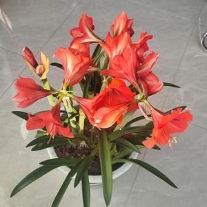 月光下弹琴的琴师 头像