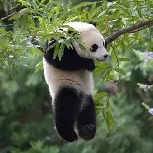 翻滚的胖哒 头像