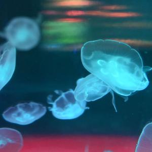 发光布纳拿 头像