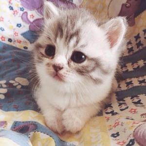 小阳谈时尚 头像