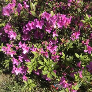 杜鹃啼血念亲恩 头像