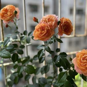 护理人谢老师 头像