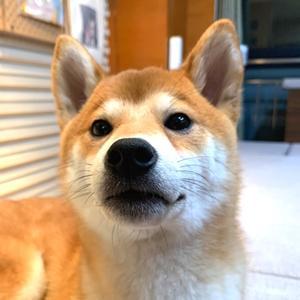 田园采菊的小自在 头像