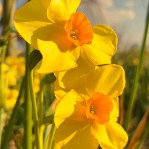 可爱海林6S9 头像