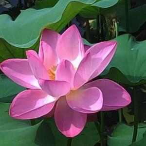 小莲子说事 头像