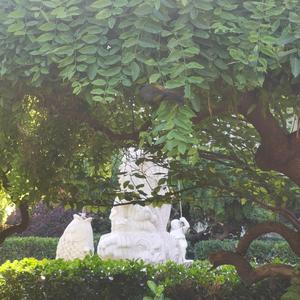 不吃白菜的大黄 头像