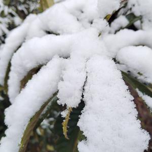 十六夜未央 头像