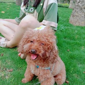 石头啃蘑菇 头像