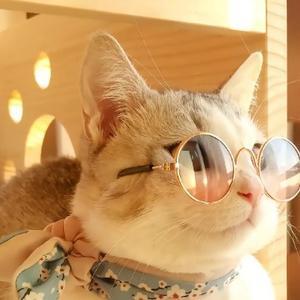 真诚奶酪Dz 头像