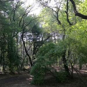 见龙在田后飞天 头像