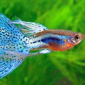 无由水自流 头像